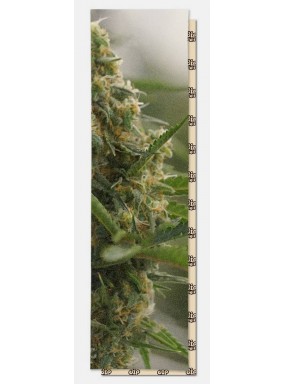 Шкурка dip GRIP Mary Perforated