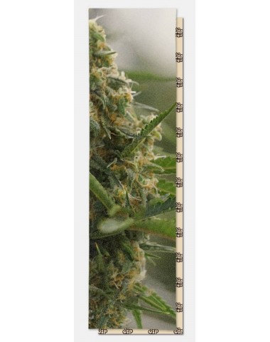 Шкурка dip GRIP Mary Perforated для скейтборда / самоката